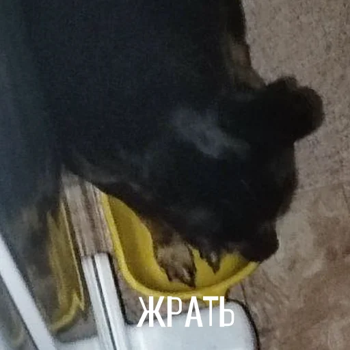 Эмодзи Alma moment