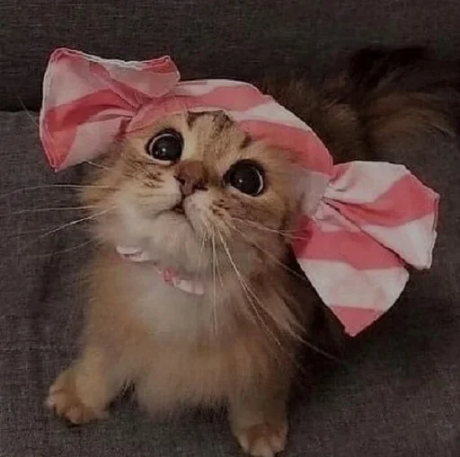 Эмодзи ANIM3M3S