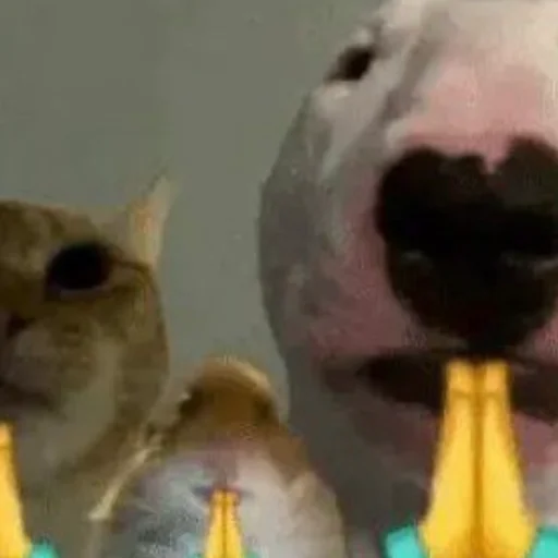 Эмодзи meme!! 🐦⬛