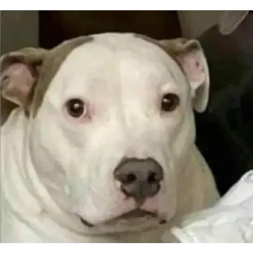 Эмодзи animales