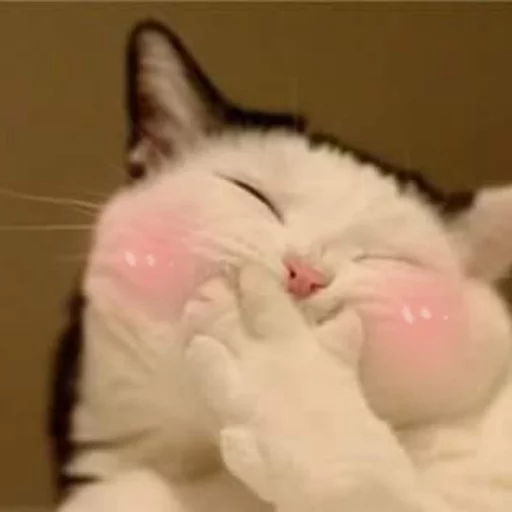 Эмодзи Pets Memes