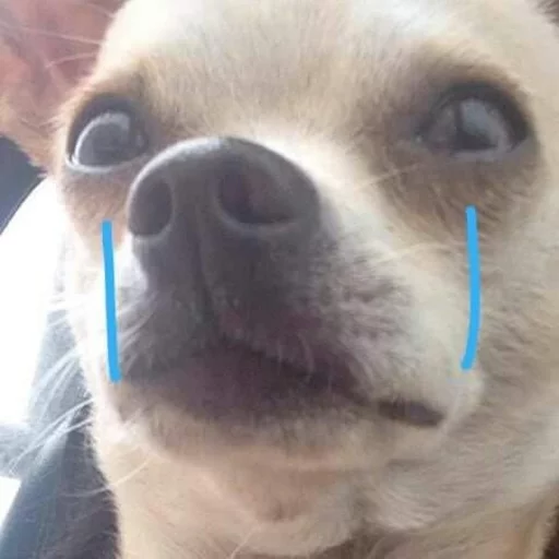 Эмодзи Pets Memes