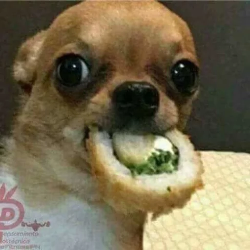 Эмодзи Pets Memes