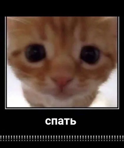 Эмодзи ебучие животные