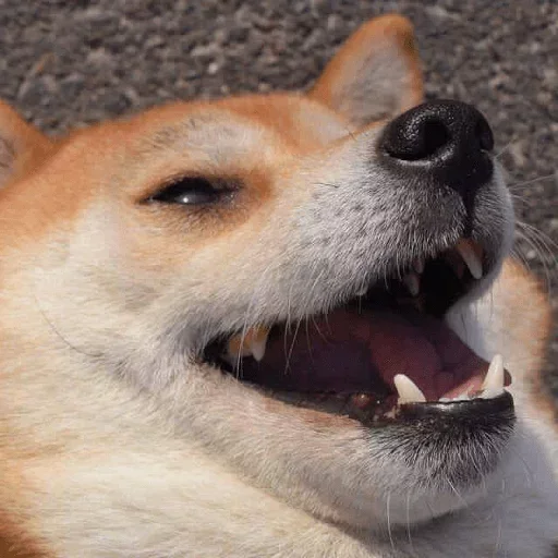 Эмодзи Animals Soul