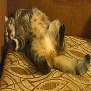 Эмодзи котики