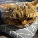 Эмодзи котики