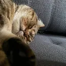 Эмодзи котики