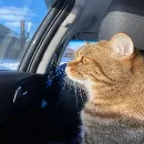 Эмодзи котики