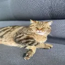 Эмодзи котики