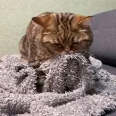 Эмодзи котики