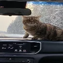 Эмодзи котики