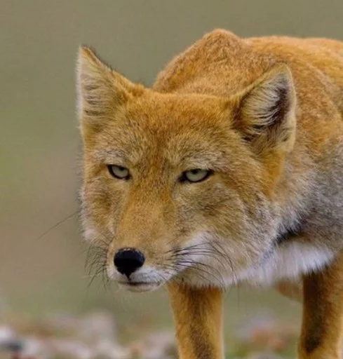 Эмодзи appropriate reaction