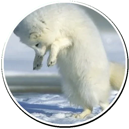 Эмодзи Arctic Fox