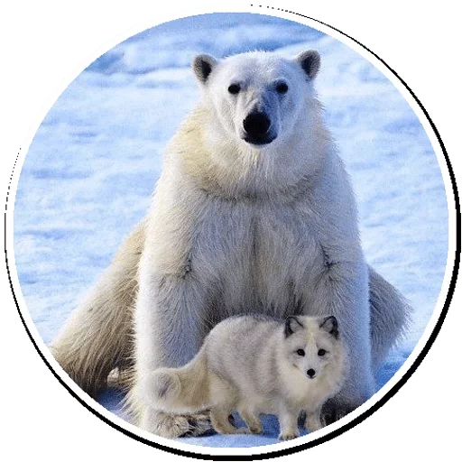 Эмодзи Arctic Fox