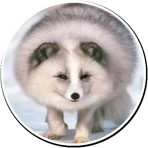 Эмодзи Arctic Fox