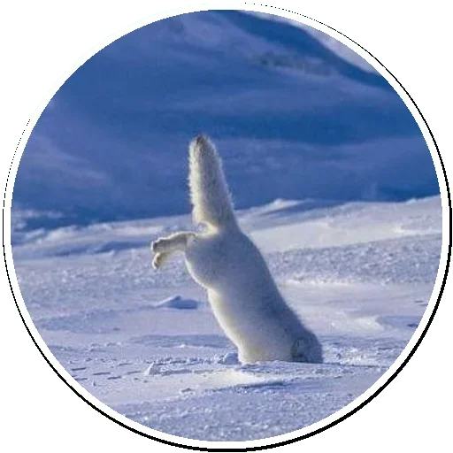 Эмодзи Arctic Fox