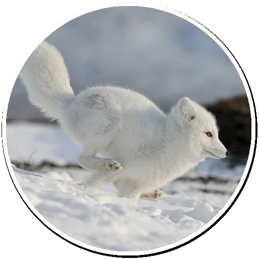 Эмодзи Arctic Fox