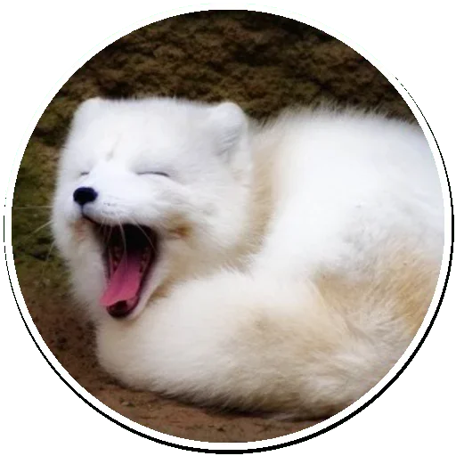 Эмодзи Arctic Fox