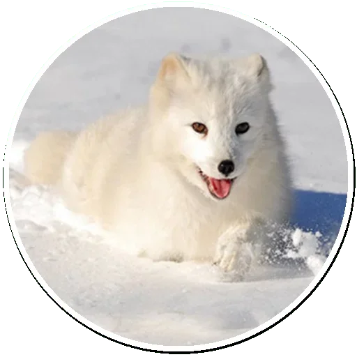 Эмодзи Arctic Fox