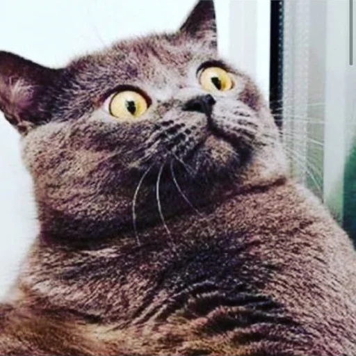 Эмодзи AVENZOO