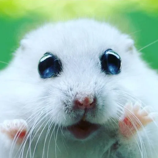 Эмодзи AVENZOO