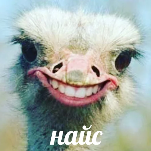 Эмодзи AVENZOO