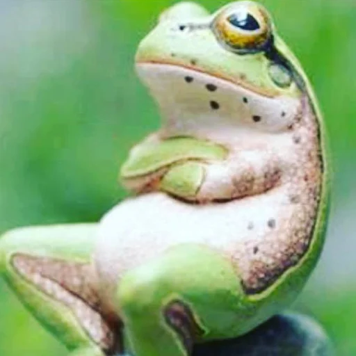 Эмодзи AVENZOO