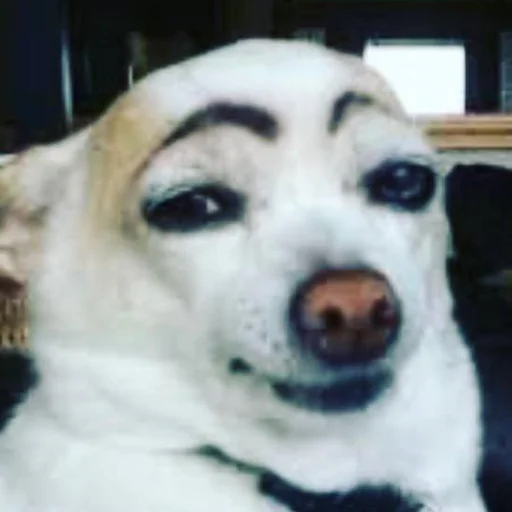 Эмодзи AVENZOO