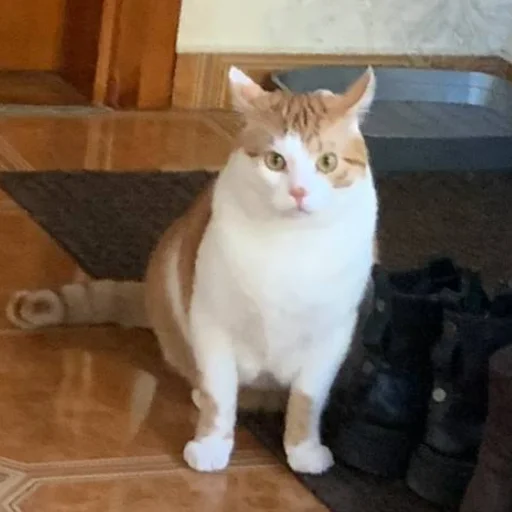 Эмодзи Cats memes