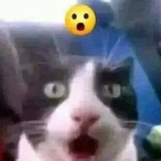 Эмодзи Cats memes