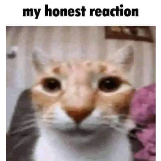 Эмодзи Cats memes