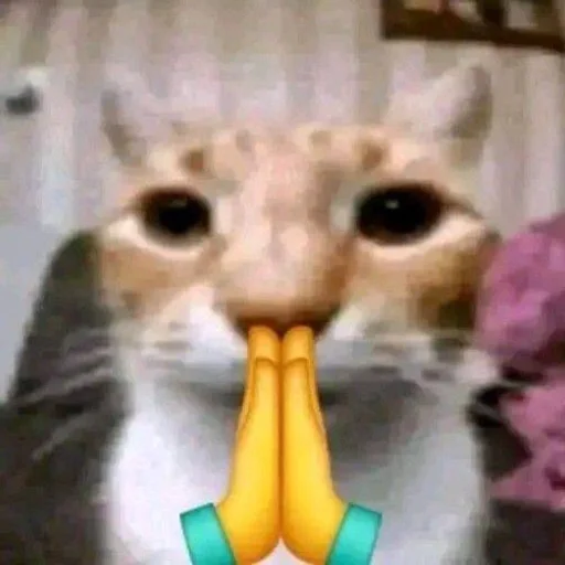 Эмодзи Cats memes
