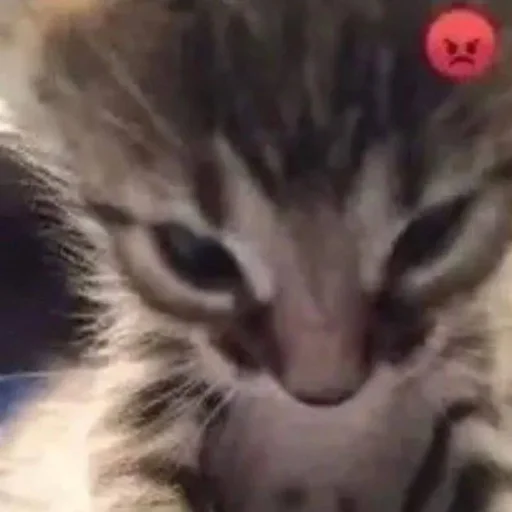 Эмодзи Cats memes
