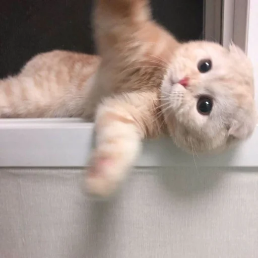 Эмодзи meong