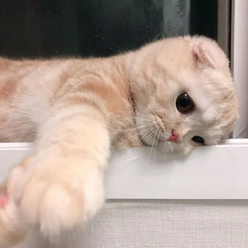 Эмодзи meong