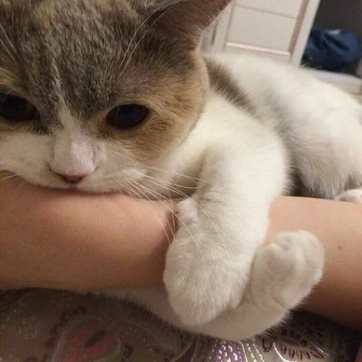 Эмодзи meong