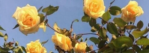 Эмодзи استیکرساز😍