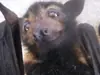 Эмодзи Bats