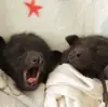 Эмодзи Bats