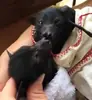 Эмодзи Bats
