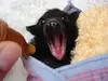 Эмодзи Bats