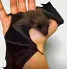 Эмодзи Bats