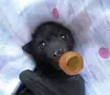Эмодзи Bats