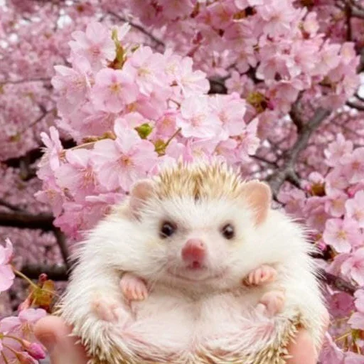 🦔