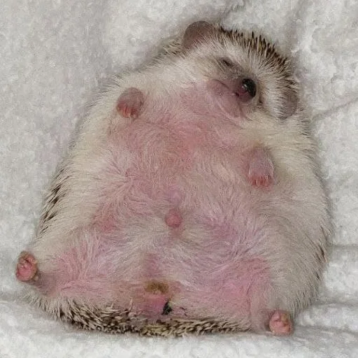 Эмодзи hedgehogs