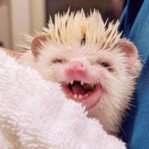 Эмодзи hedgehogs