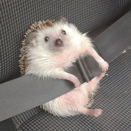 Эмодзи hedgehogs