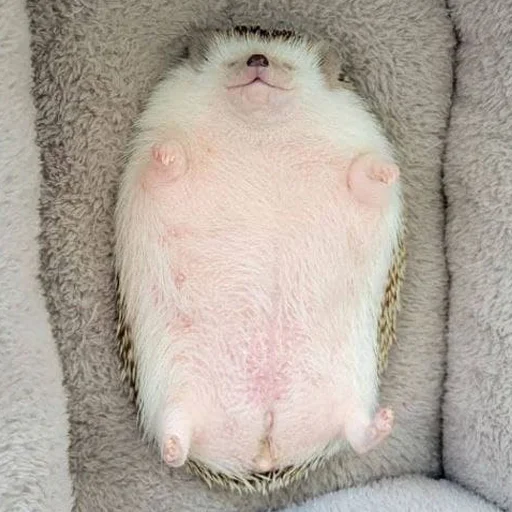 Эмодзи hedgehogs