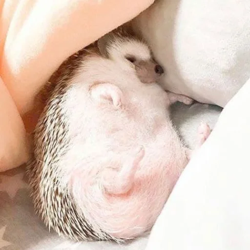 Эмодзи hedgehogs